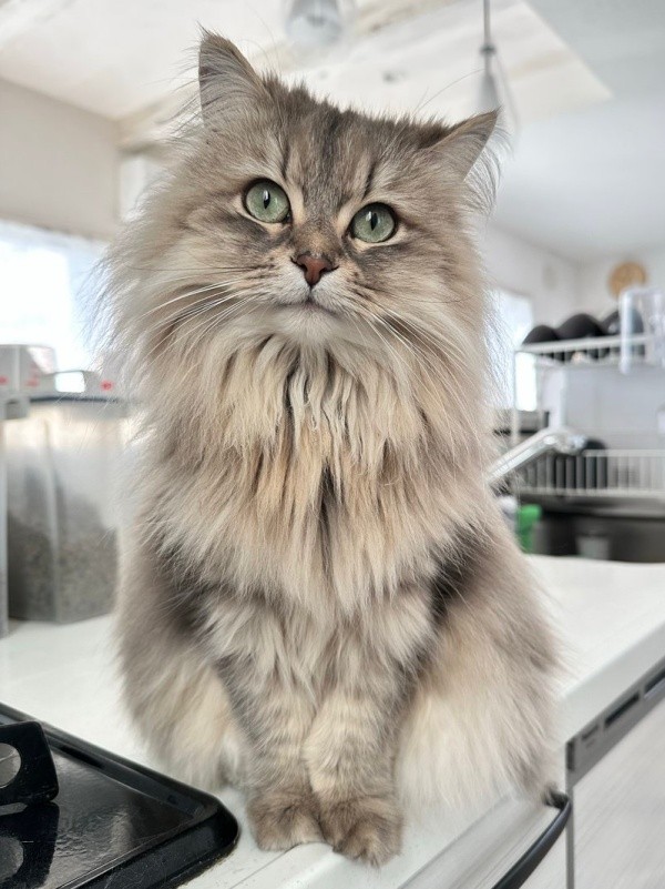 飼い主さんをメロメロにする美ニャン、しらすちゃん（画像提供：しらす どんぐり はんぺんさん）