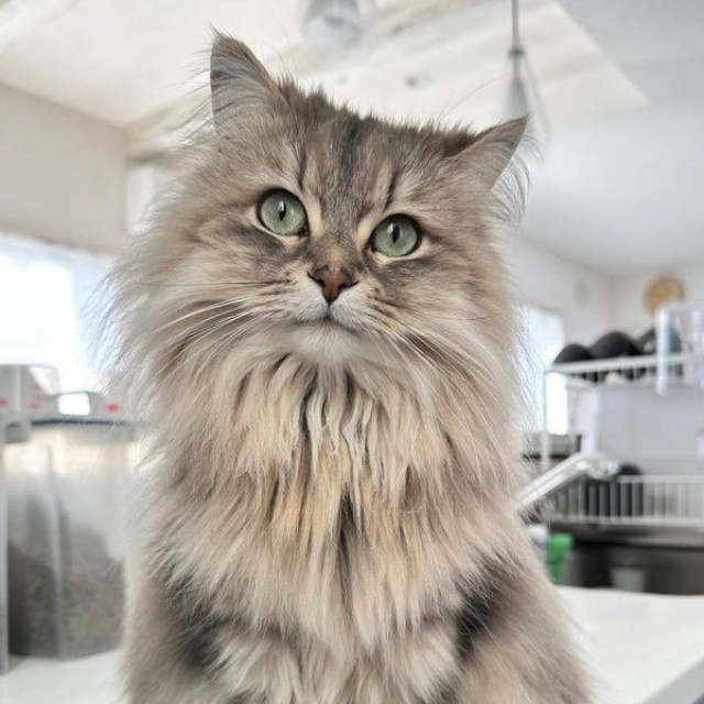 飼い主さんをメロメロにする美ニャン、しらすちゃん（画像提供：しらす どんぐり はんぺんさん）