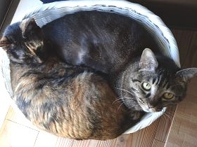 猫が苦手な子どもの行動トップ５ 仲良くしたいけど、怖くて…