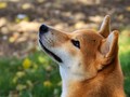 7倍速で「犬生」を駆け抜け、私よりも先輩になったあなた