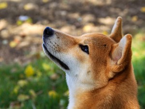 7倍速で「犬生」を駆け抜け、私よりも先輩になったあなた