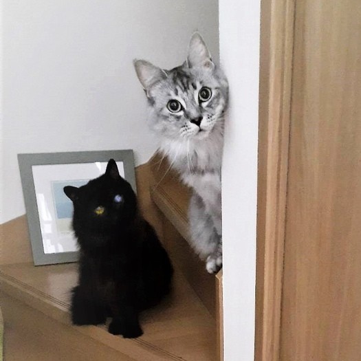 一之丞くんとは、仲良し兄弟に＝彩乃さん提供