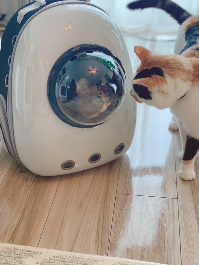 窓越しに見つめ合う猫たち※オキエイコさん提供