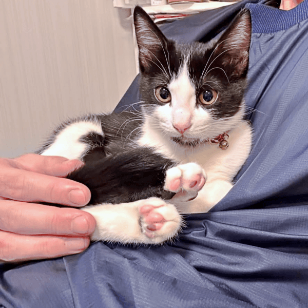 お腹の上にのってくつろぐこはるちゃん（画像提供：T&A&Fさん）