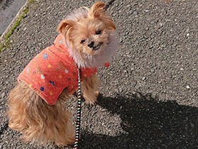 いっぱいナデナデしてほしいな　ヨーキーの「キャン」