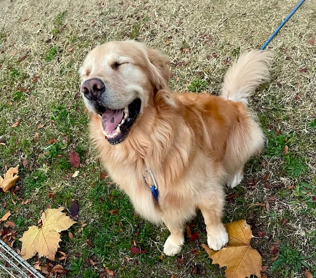 実際のセナくんは迷子犬などではなく、ご家族に大事に守られ、毎日楽しく遊んでもらっている幸せなわんちゃんです（画像提供：セナ・困り顔のゴールデンレトリバーさん）
