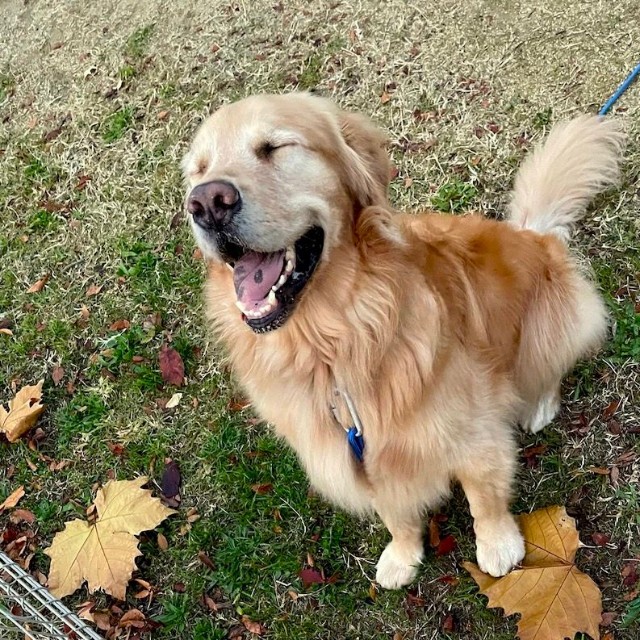 実際のセナくんは迷子犬などではなく、ご家族に大事に守られ、毎日楽しく遊んでもらっている幸せなわんちゃんです（画像提供：セナ・困り顔のゴールデンレトリバーさん）

