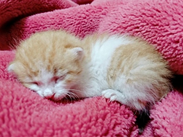 保護直後のきなこちゃん_毛布にくるまってぬくぬく（画像提供：きなこさん）