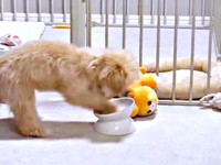 あきらめない！ ホリホリが止まらないからあげちゃん（画像提供：からあげという犬さん）