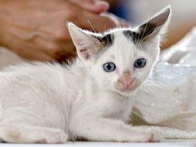 求められる獣医学教育①「むやみな新設、質低下するおそれ」