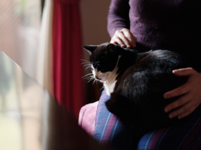 余命数日だった猫 ぽんた 私の隣でゆっくりと息を引き取った 48 Sippo シッポ