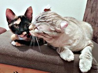 兄猫にかわいがられる子猫時代のもつちゃん（画像提供：べじたりあん。さん）