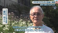 フジバカマの畑を管理／森口守さん