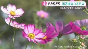 秋の花　色とりどりのコスモスが見頃　宮城・大崎市