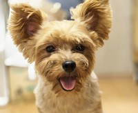 出産後の母犬。「私の赤ちゃん、かわいいでしょ？」とご満悦です