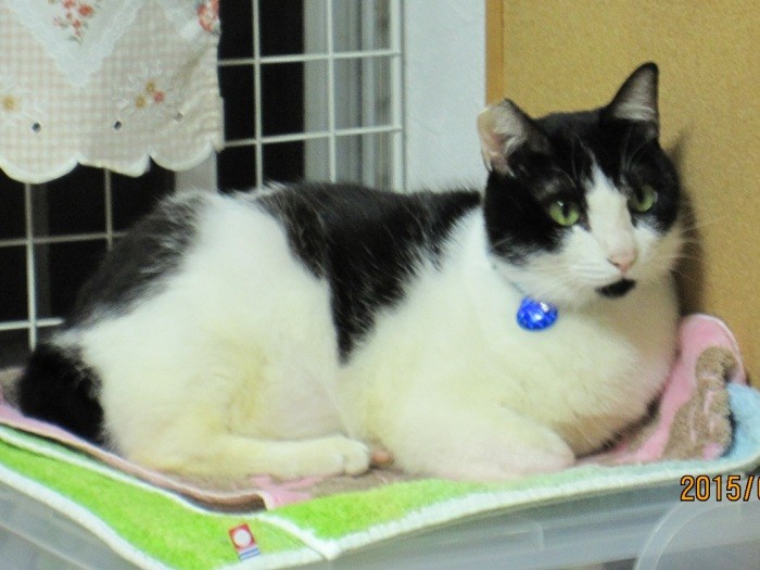 かずみさん宅に来て10日後、定位置確保