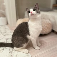 かなりの美猫感を漂わせる