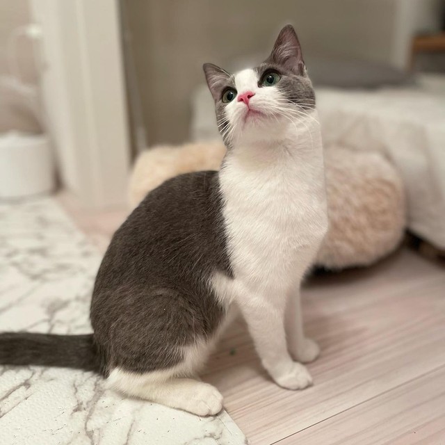 かなりの美猫感を漂わせる