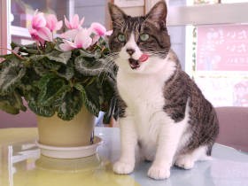 不動産屋さんの看板猫　商談にも参加、ランチタイムのお知らせも