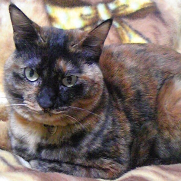 小さかったココアさんは立派に成長しました（画像提供：ココアさんパパさん）