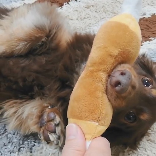 家の中で遊ぶEIN