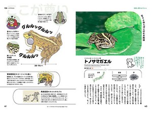 「日本のカエル48　偏愛図鑑」　両生類界の“会いに行けるアイドル”!?