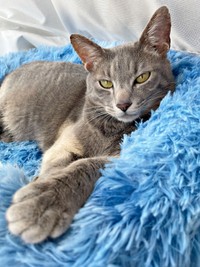 かまってアピールが上手な満天くん（画像提供：*ig*さん）