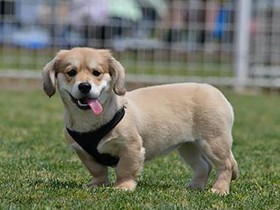 ペットの健康寿命を保つため　動物病院の上手な使い方