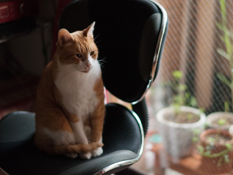 「野宿は遠くになりにけり、かな」（小林写函撮影）