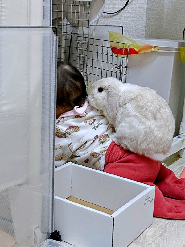 ケージをのぞく息子さんと背中にのって見守るまふぃんくん。一瞬の出来事を写真におさめました（画像提供：まふぃん君さん）