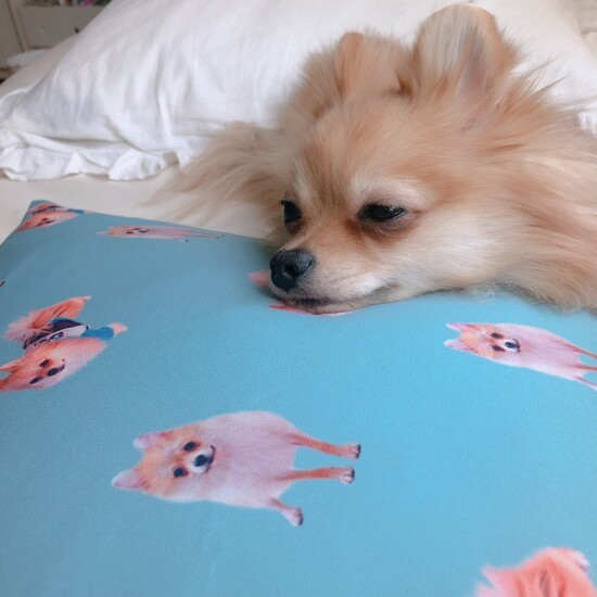 この犬は誰だろうなー（お母さん提供）