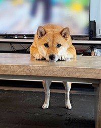 飼い主さんをじーっと見つめるうにちゃん。二足立ちになって机の上に前足を顔を置いた姿がいじらしい（画像提供：柴犬のうにさんと白柴のふぐさん）