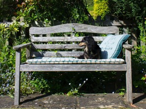 丸く眠る体にそっと顔を寄せる。愛犬の香りは安心をくれた