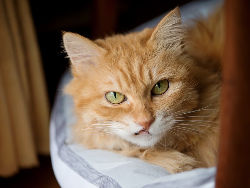「このお客さんにおいしいもの出さなくていいと思うよ。私が食べるから」（小林写函撮影）