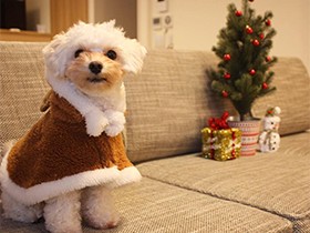 おやつをもらう時は前脚でタッチするよ　ミックス犬の「りん」