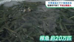 今季最後のサケの稚魚放流　平成以降最少に　宮城・気仙沼市