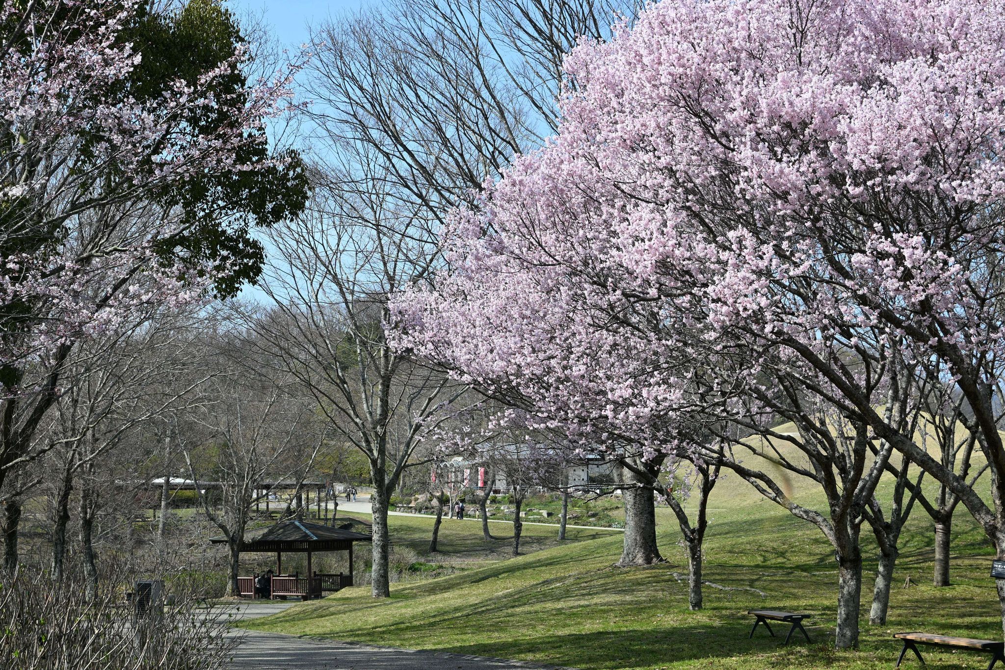 ご確認用 てまり258 桜 ご確認用 てまり258 桜 ご確認用 てまり258 桜