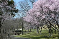 国営讃岐まんのう公園でサクラが見頃　香川