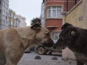 トルコの野良犬の目線で描かれた映画『ストレイ 犬が見た世界』　監督インタビュー