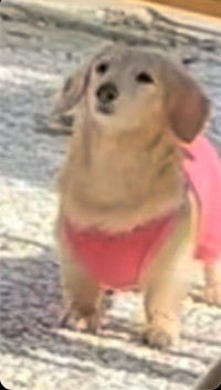 「虚無。能面みたいなワンコ ジワジワくる可愛さ」というひと言とともに投稿された写真（画像提供：ほんわか姉妹さん）