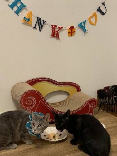 家に来た１カ月記念。すっかり猫中心！犬派だった恵里さんの母も猫好きになり、家に泊まりにきたり２匹を預かることがあるそう（恵里さん提供）