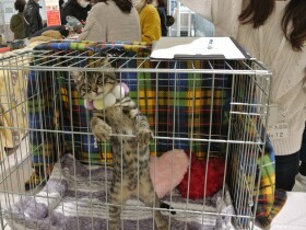 コロナで減った保護犬猫の譲渡の場　愛護団体は捨てられる犬猫が今後増えることを懸念