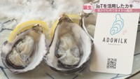 IoT活用して養殖したカキの販売スタート