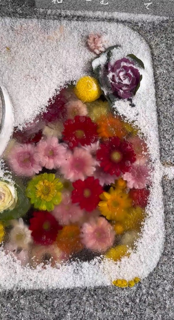 夢のように美しい光景に反響（動画よりキャプチャ、トリミング 画像提供：荘内神社さん）