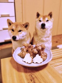 たくさん収穫できました（画像提供：柴犬が作る幻の赤いキウイさん）