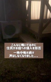 子猫は、1カ月前、猪名川町の庭で一晩中鳴いていたが、敷地内に入ることを断られたという（高村さん提供、Instagramよりキャプチャ撮影）
