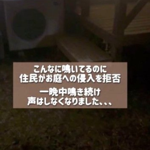 子猫は、1カ月前、猪名川町の庭で一晩中鳴いていたが、敷地内に入ることを断られたという（高村さん提供、Instagramよりキャプチャ撮影）