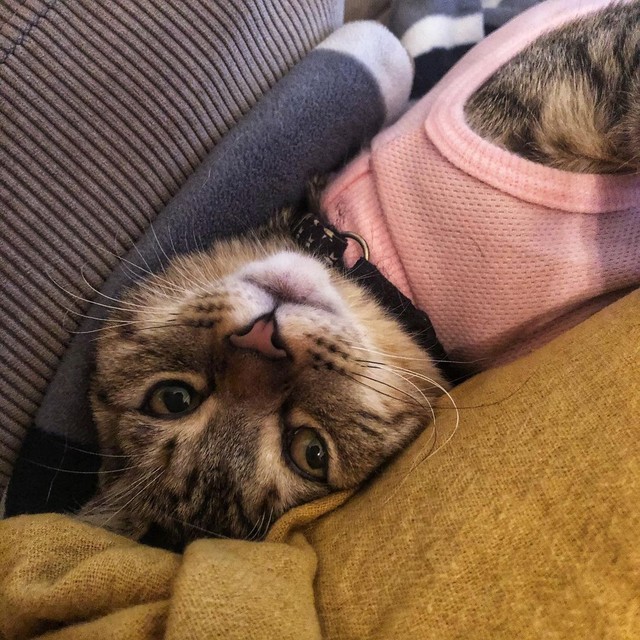 洋服や被り物は苦手だがピンクの術後衣がお似合い