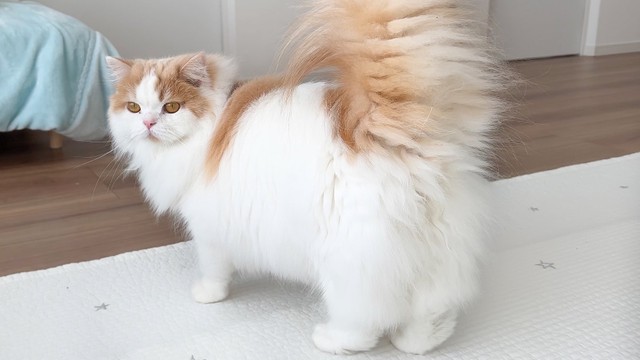 来年の春ごろ、レモンちゃんの本が出版予定！（提供写真）