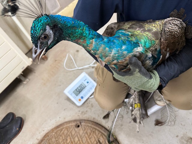 2025年9月ごろのようす／札幌市円山動物園（@marudou_fan）提供